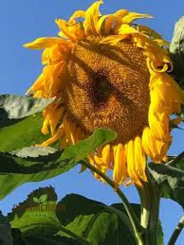 Sunflower Mongolian Giant Seeds - Grow Enormous and Majestic Mongolian Giant Sunflowers in Your Garden organicindiaseeds