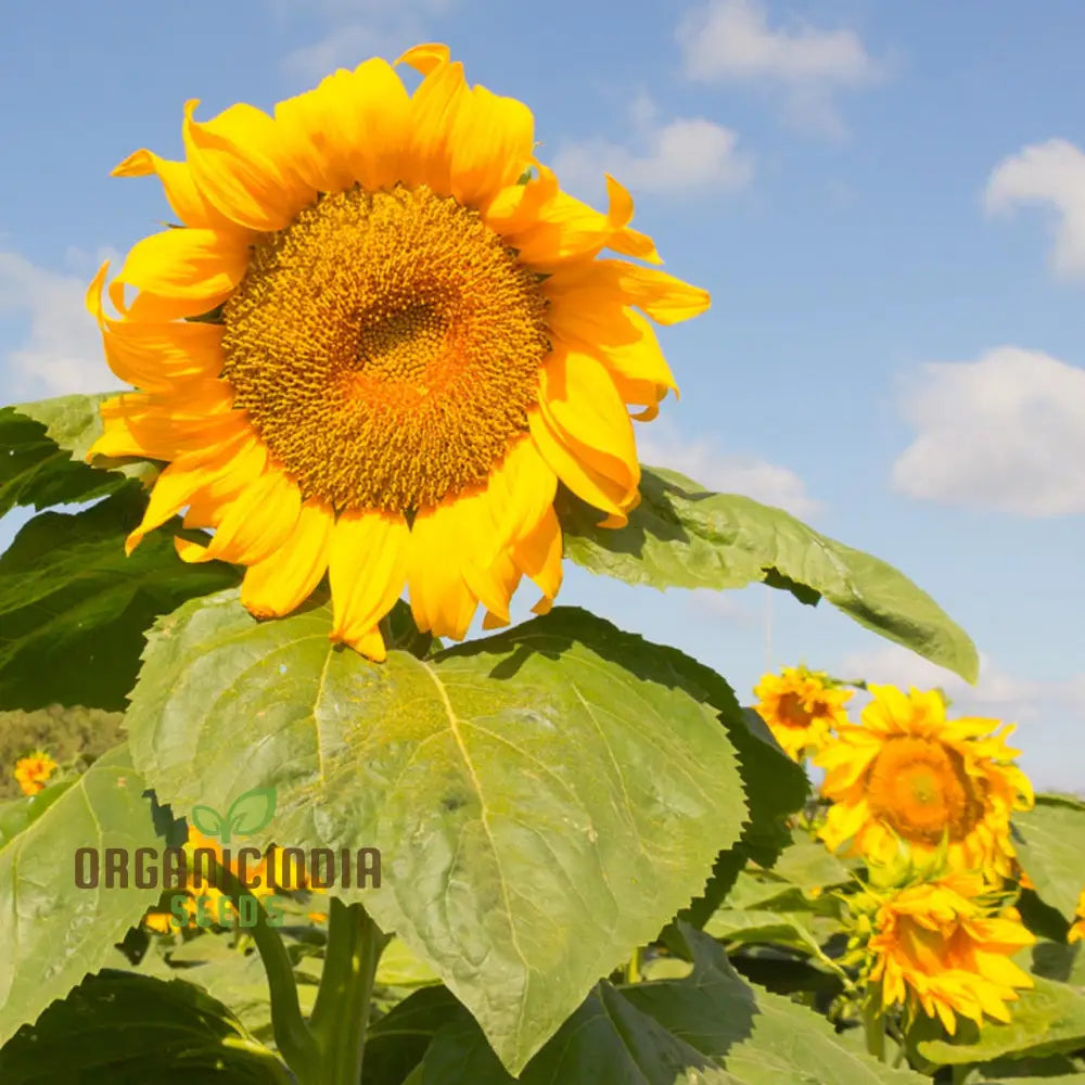 Sunflower Mongolian Giant Seeds - Grow Enormous and Majestic Mongolian Giant Sunflowers in Your Garden organicindiaseeds