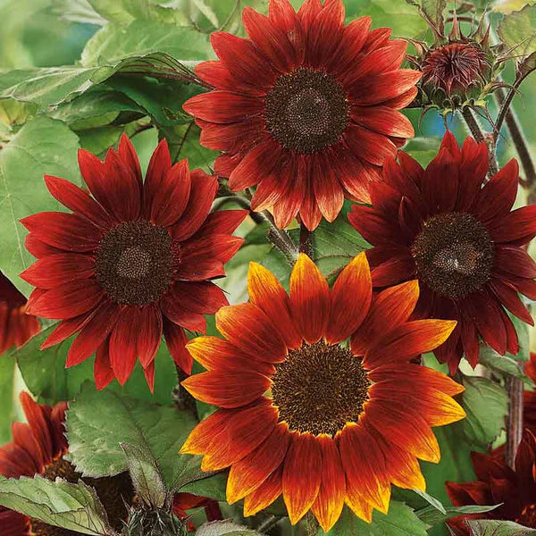 Moulin Rouge Sunflower Seeds – Deep Red Velvet Blooms for Gardens & Bouquets organicindiaseeds