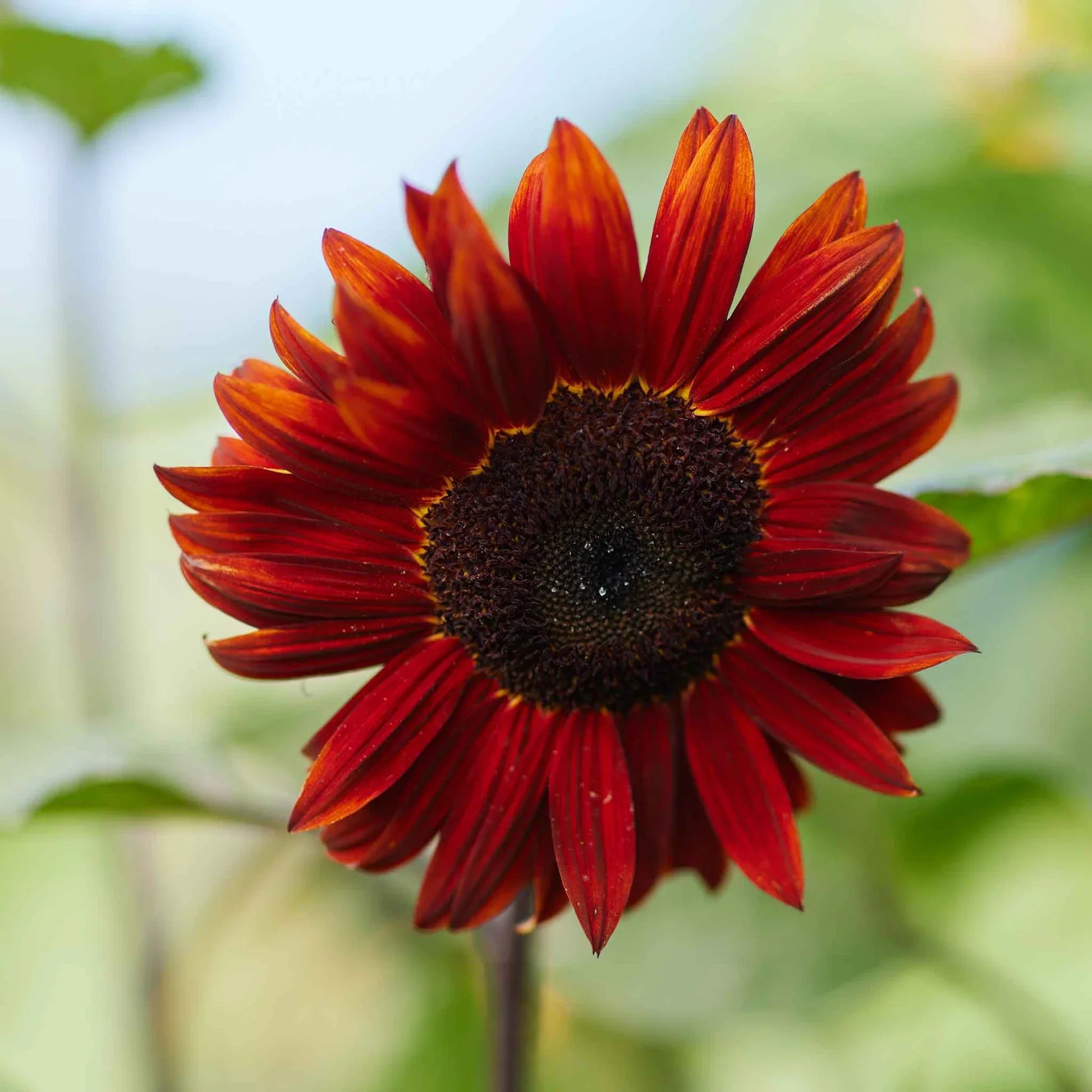 Red Sunflower Seeds – Striking Crimson Blooms for Gardens & Cut Flowers organicindiaseeds