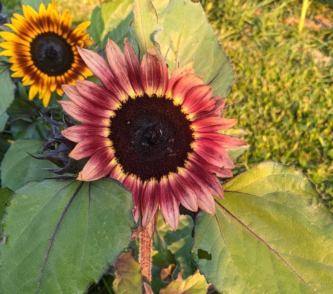 Ruby Passion Sunflower Seeds – Vibrant Red Blooms for Garden Planting organicindiaseeds