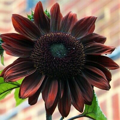 Burgundy with Black Center Sunflower Seeds – Bold, Dark Blooms for Gardens organicindiaseeds