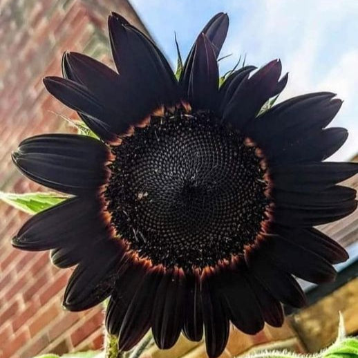 Fresh Deep Black Sunflower Seeds for Garden Planting organicindiaseeds