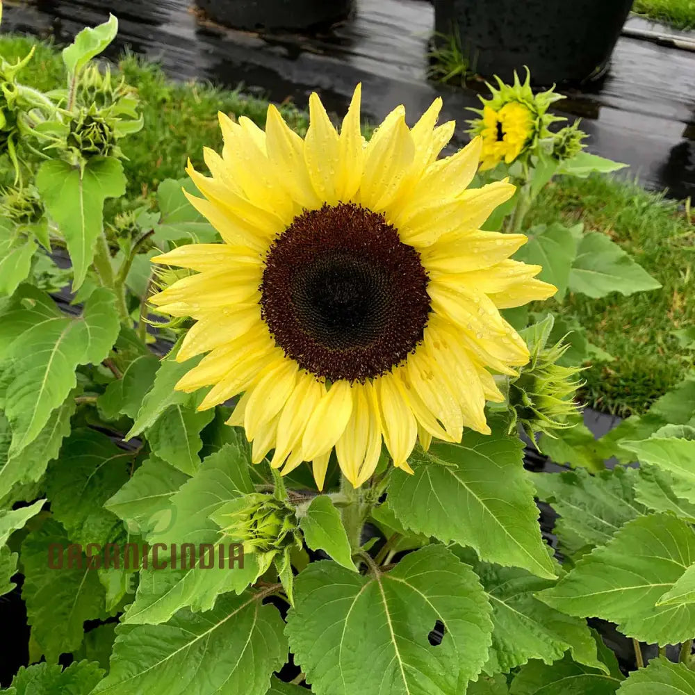 Sunflower Seeds, Lemon Striker Flower Seeds Perfect for Gardening Enthusiasts and Vibrant Garden organicindiaseeds
