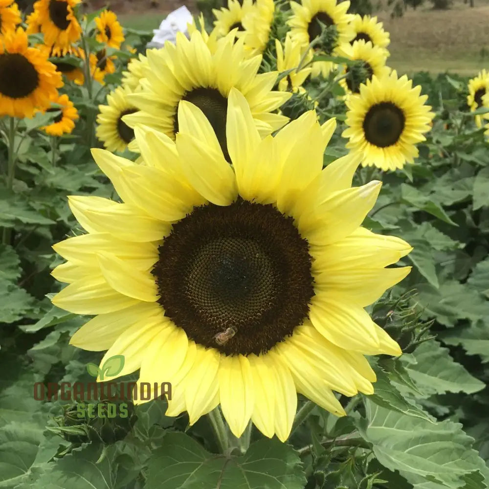 Sunflower Seeds, Lemon Striker Flower Seeds Perfect for Gardening Enthusiasts and Vibrant Garden organicindiaseeds