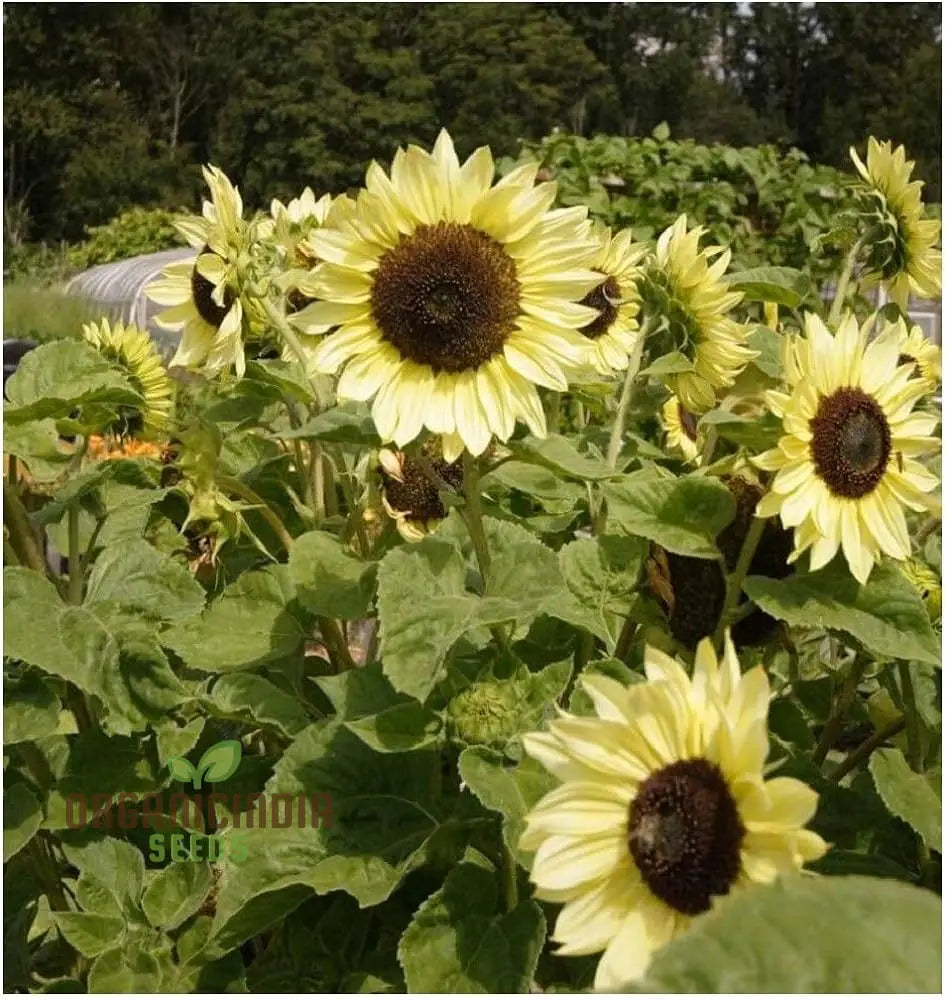Sunflower Seeds, Lemon Striker Flower Seeds Perfect for Gardening Enthusiasts and Vibrant Garden organicindiaseeds