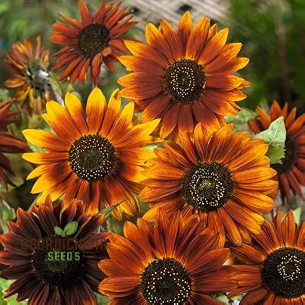 Sunflower Seeds Mix - Here Comes The Sun for a Vibrant Garden of Bright Blooms organicindiaseeds