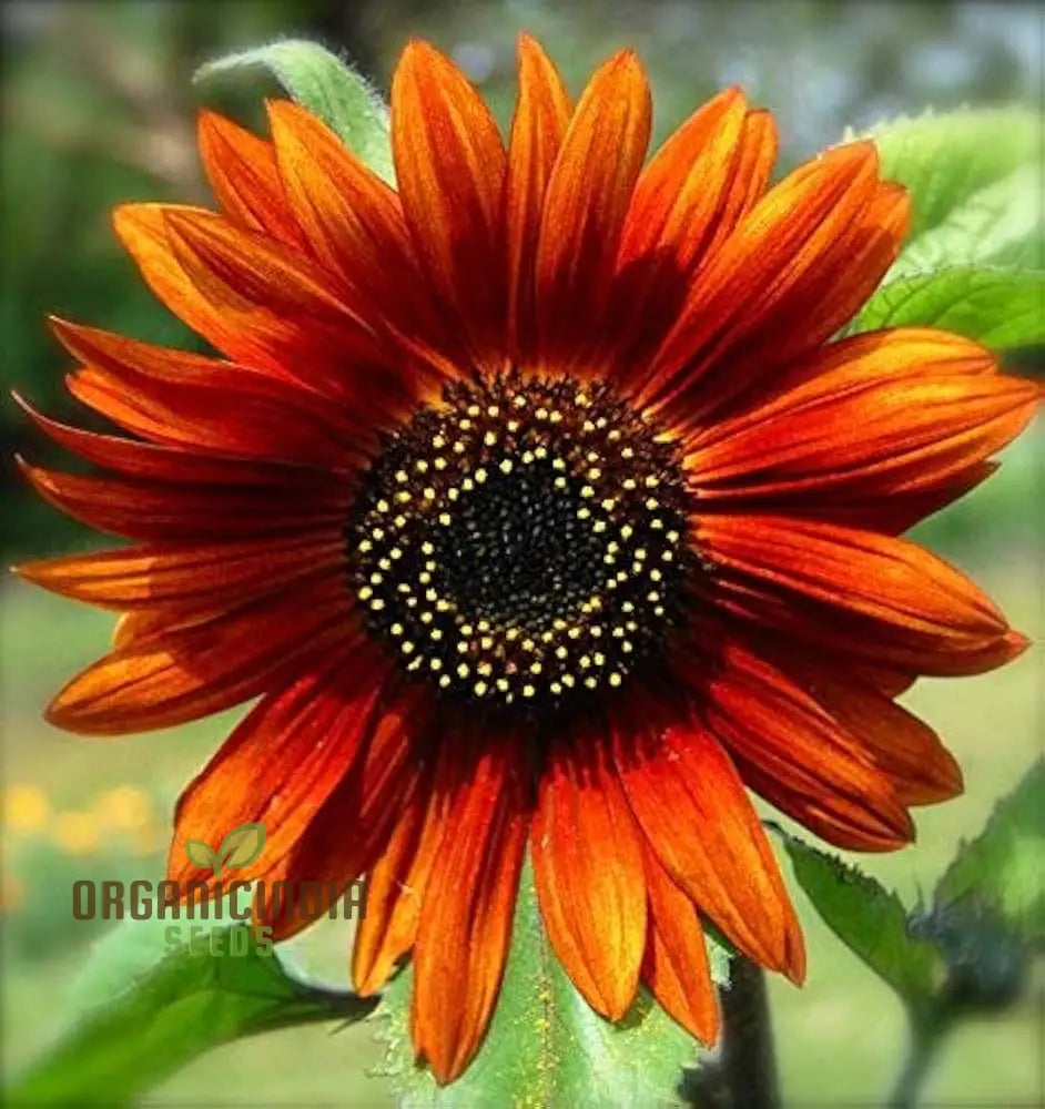 Sunflower Seeds Mix - Here Comes The Sun for a Vibrant Garden of Bright Blooms organicindiaseeds