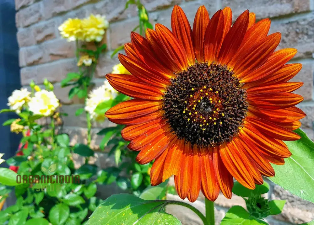 Sunflower Seeds Mix - Here Comes The Sun for a Vibrant Garden of Bright Blooms organicindiaseeds