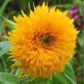Sunflower Seeds - Orange Sun, Vibrant Orange Sunflowers for a Stunning Garden Display organicindiaseeds