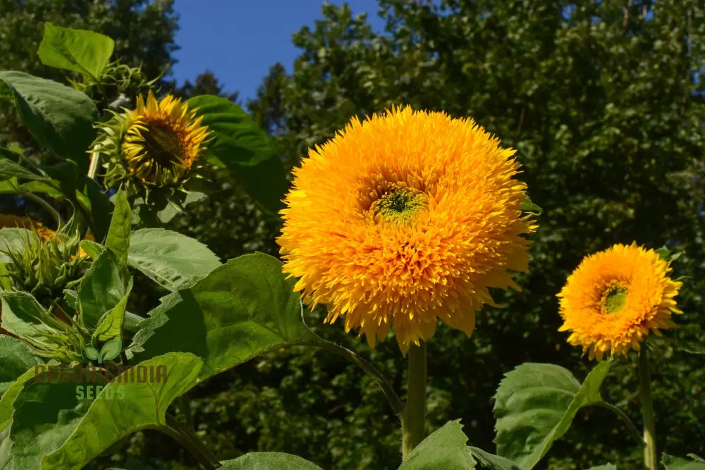 Sunflower Seeds - Orange Sun, Vibrant Orange Sunflowers for a Stunning Garden Display organicindiaseeds
