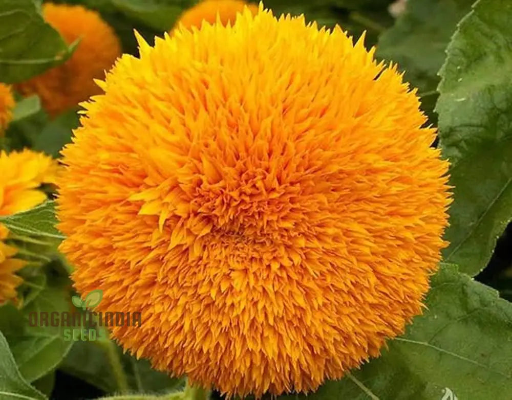 Sunflower Seeds - Orange Sun, Vibrant Orange Sunflowers for a Stunning Garden Display organicindiaseeds