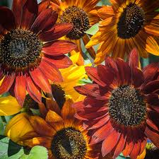 Autumn Beauty Sunflower Seeds – Multi-Colored Garden Blooms organicindiaseeds