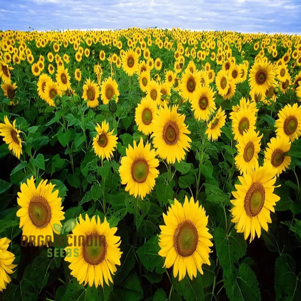 Edible Giant Sunflower Seeds – Grow Mammoth Sunflowers for Backyards, Kids Gardens, Pollinator Spaces & Seed Harvesting organicindiaseeds