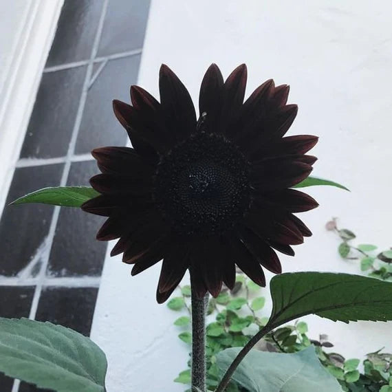 Fresh Deep Black Sunflower Seeds for Planting - Garden Growth for 50 Pcs organicindiaseeds