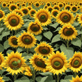 Sunflower Seeds – Tall Growing Variety for Vibrant Garden Blooms organicindiaseeds