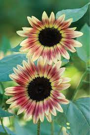 Sunflower Seeds (Strawberry Blonde Sunflower Seeds) - Unique Rose-Tinted Blooms for Gardens organicindiaseeds