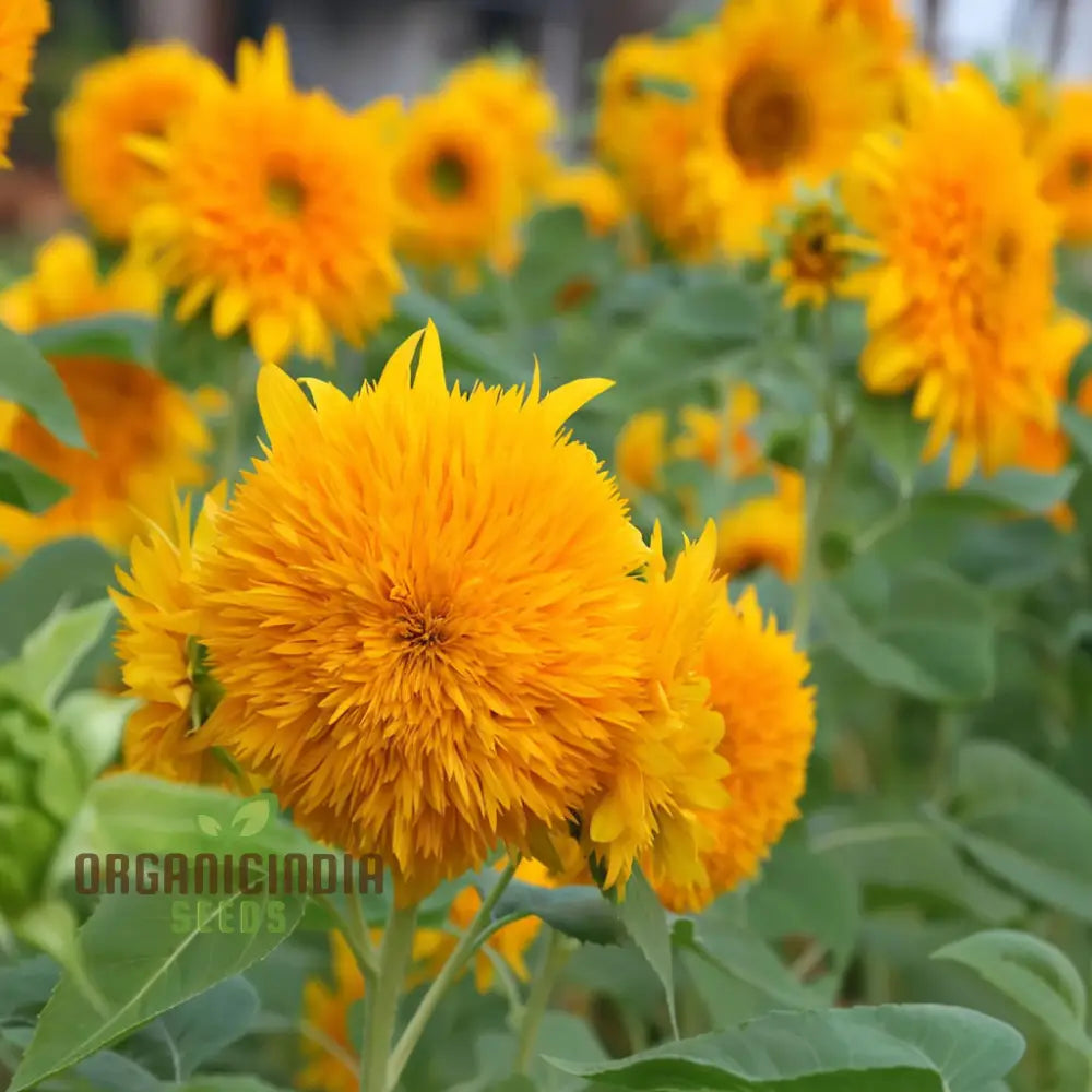 Teddy Bear Sunflower Seeds - Fluffy, Golden Blooms for Delightful Garden Displays organicindiaseeds