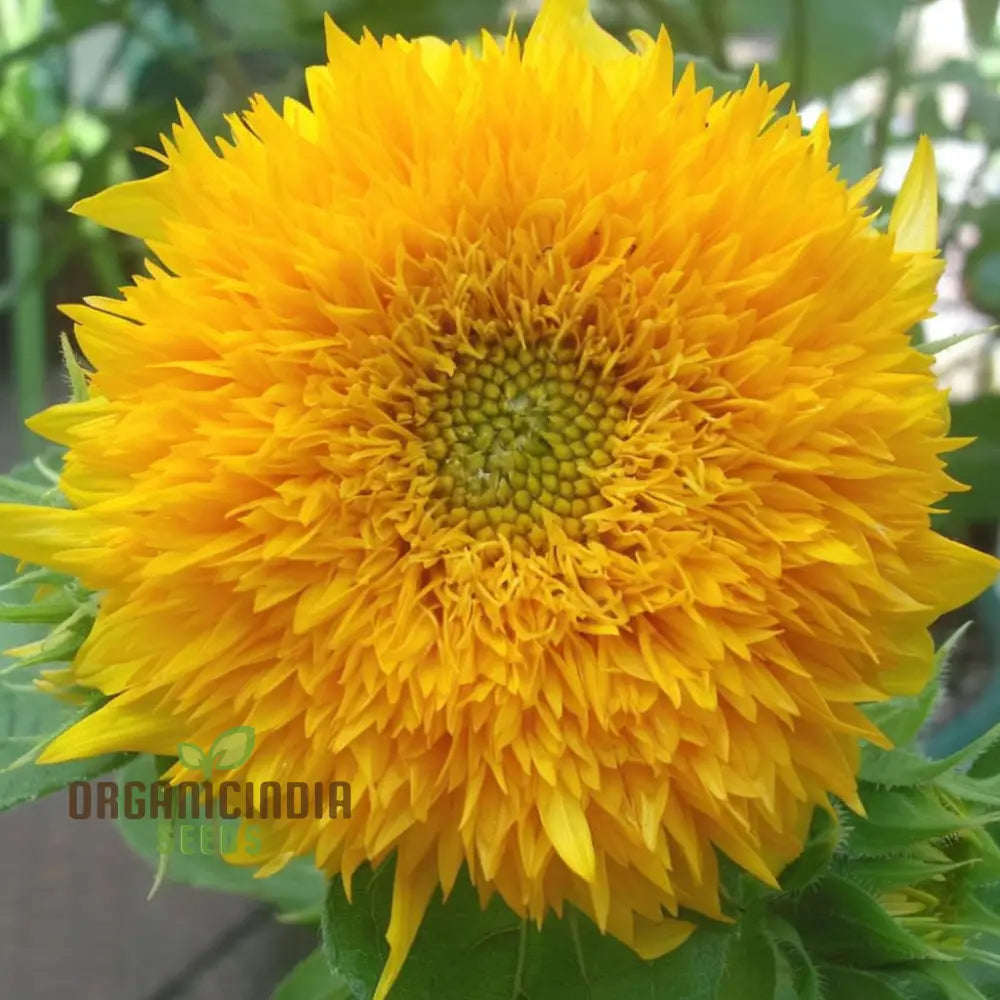 Teddy Bear Sunflower Seeds - Fluffy, Golden Blooms for Delightful Garden Displays organicindiaseeds