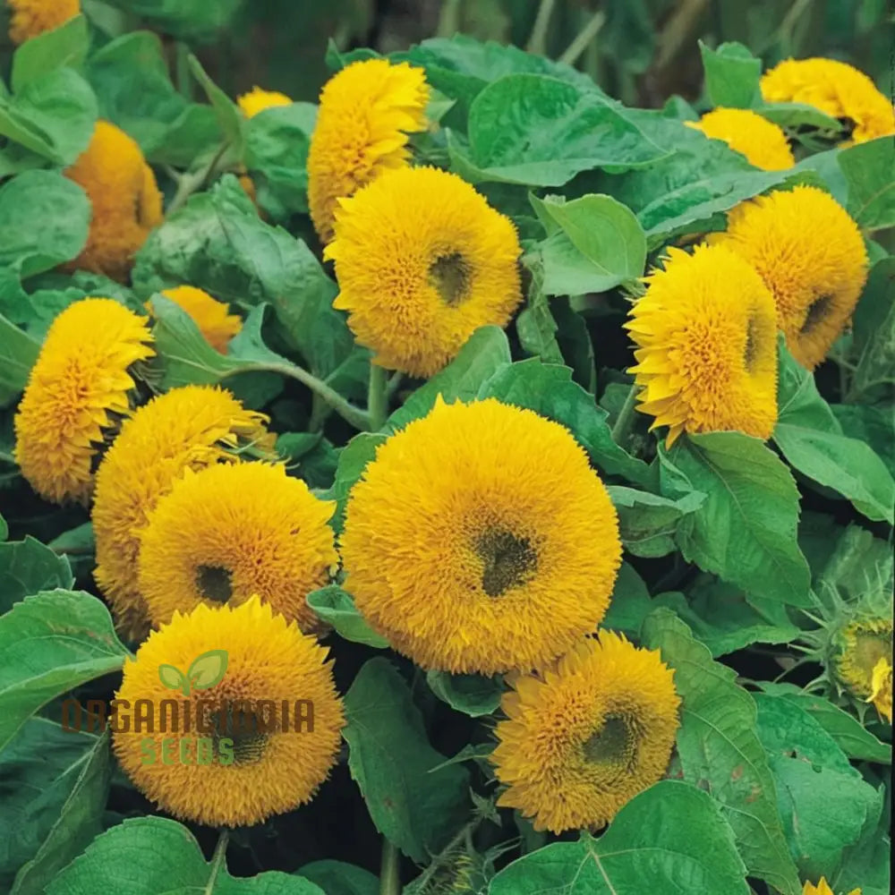 Teddy Bear Sunflower Seeds - Fluffy, Golden Blooms for Delightful Garden Displays organicindiaseeds