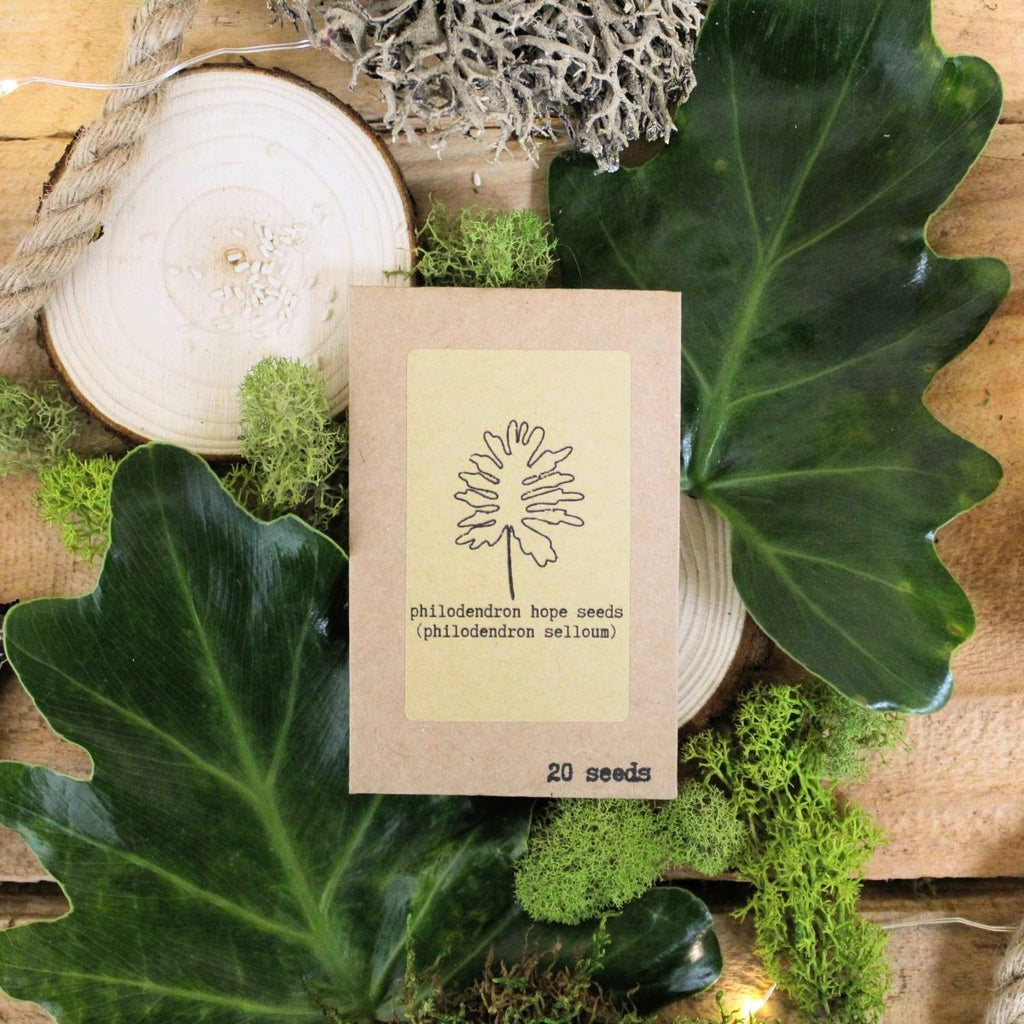 "The Popular Kids" Houseplant Seed Collection Plantflix