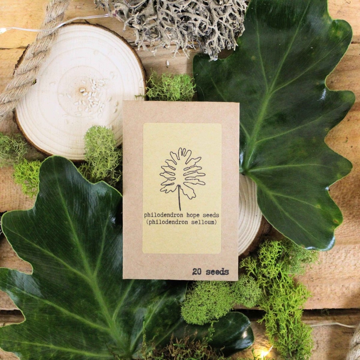 "The Popular Kids" Houseplant Seed Collection Plantflix