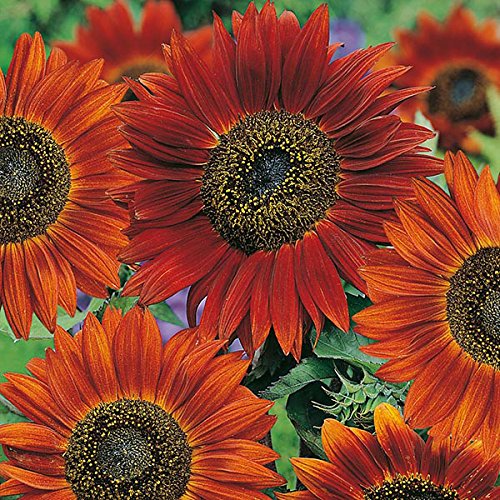 Autumn Beauty Sunflower Seeds – Multi-Colored Garden Blooms organicindiaseeds