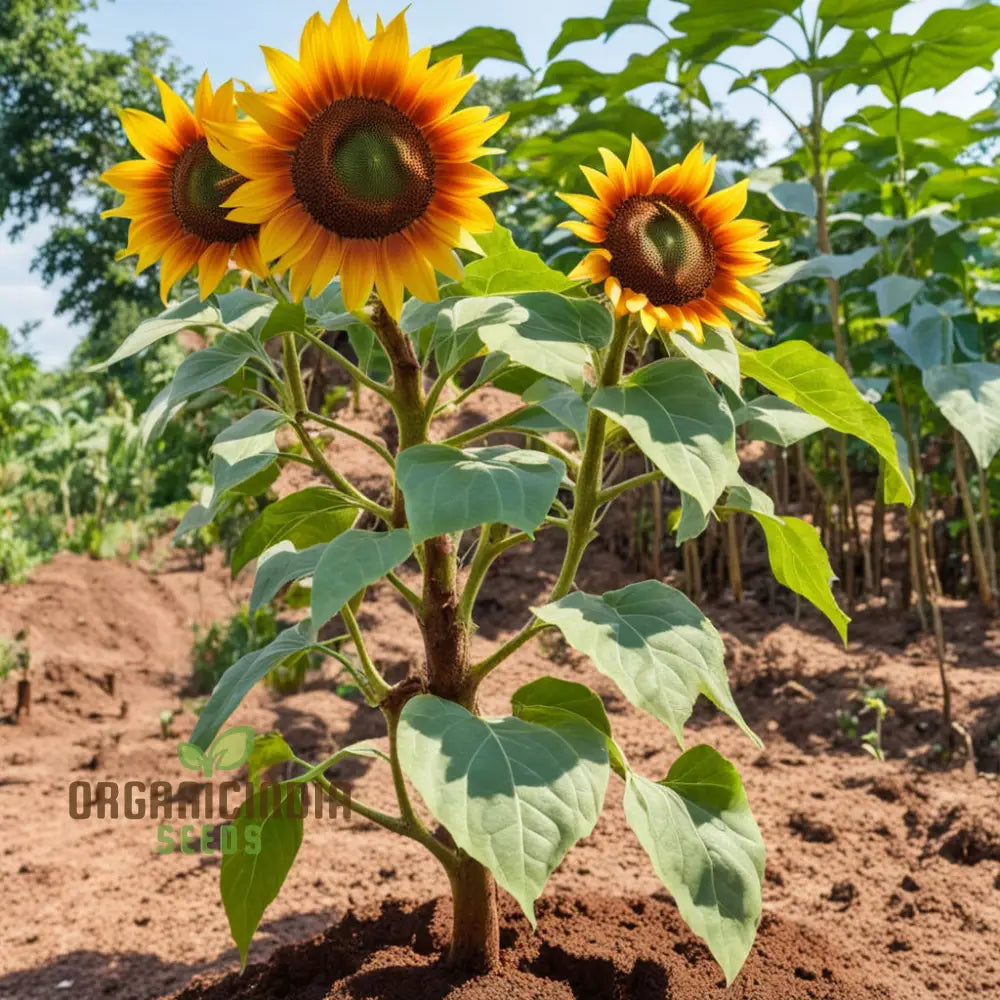 Vibrant Chocolate Sunflower Seeds - Grow Stunning Sunflowers with Rich Chocolate Petals organicindiaseeds