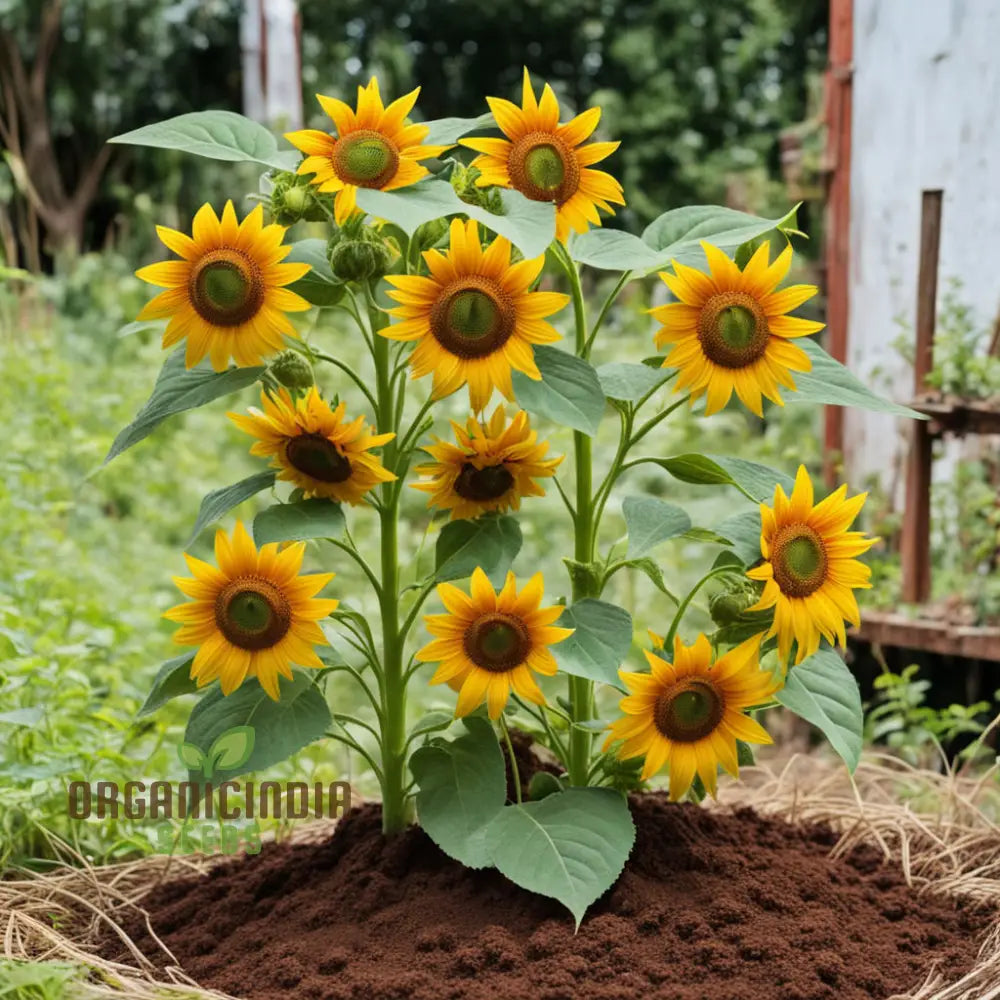 Vibrant Chocolate Sunflower Seeds - Grow Stunning Sunflowers with Rich Chocolate Petals organicindiaseeds