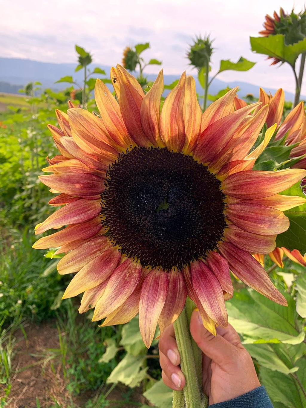Ruby Passion Sunflower Seeds – Vibrant Red Blooms for Garden Planting organicindiaseeds