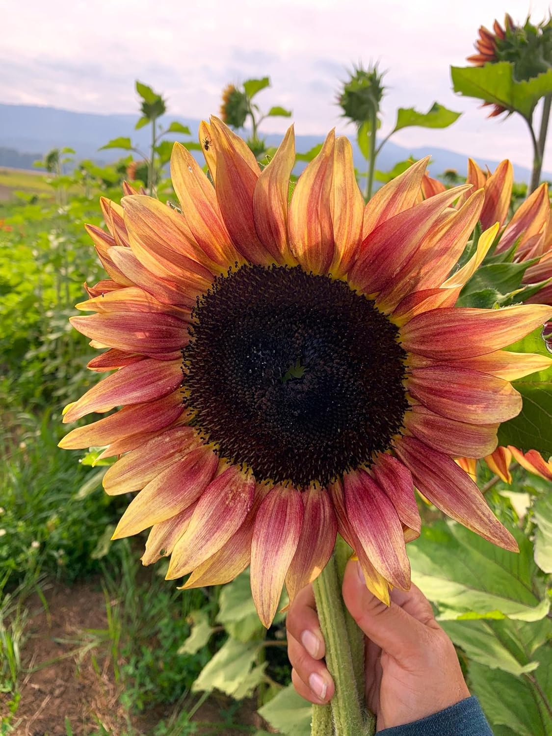 Ruby Passion Sunflower Seeds – Vibrant Red Blooms for Garden Planting organicindiaseeds