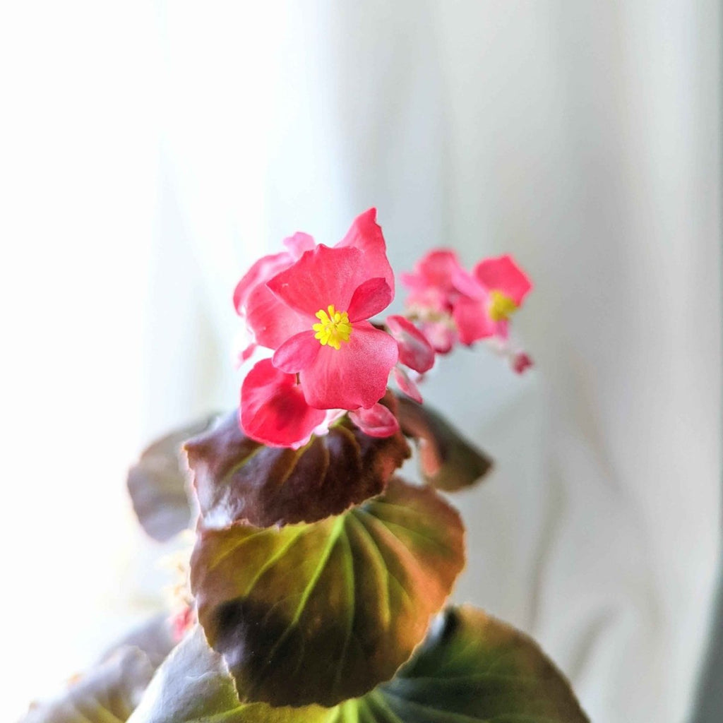 Wax Begonia Seeds Plantflix