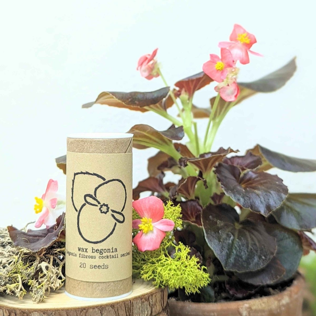 Wax Begonia Seeds Plantflix