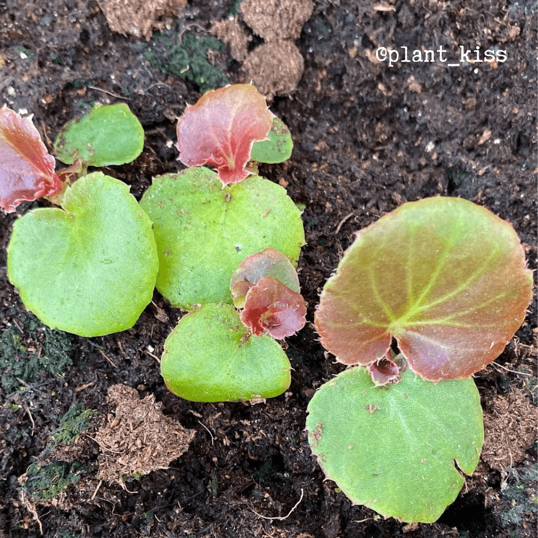 Wax Begonia Seeds Plantflix