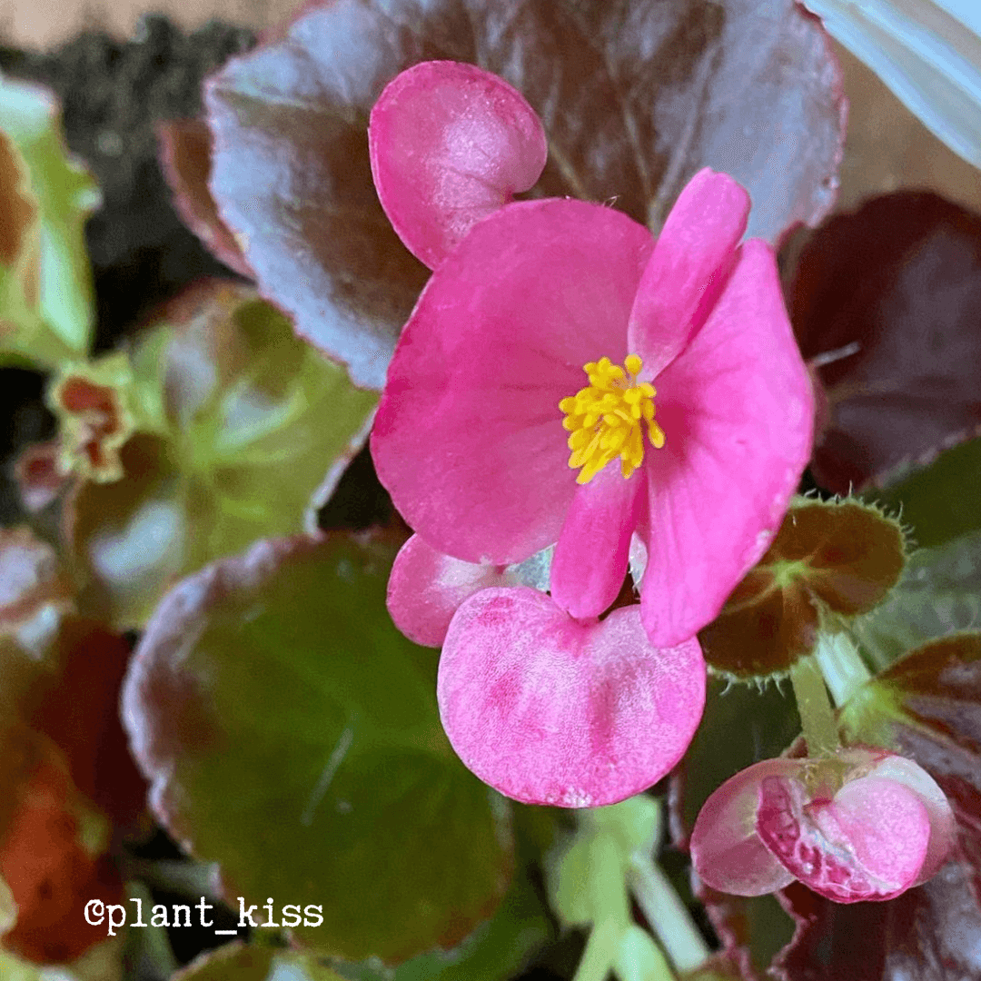 Wax Begonia Seeds Plantflix