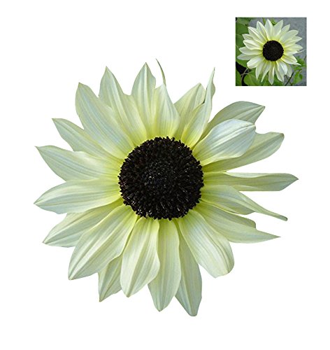 White Sunflower Seeds – Rare Elegant Blooms for Garden Planting organicindiaseeds