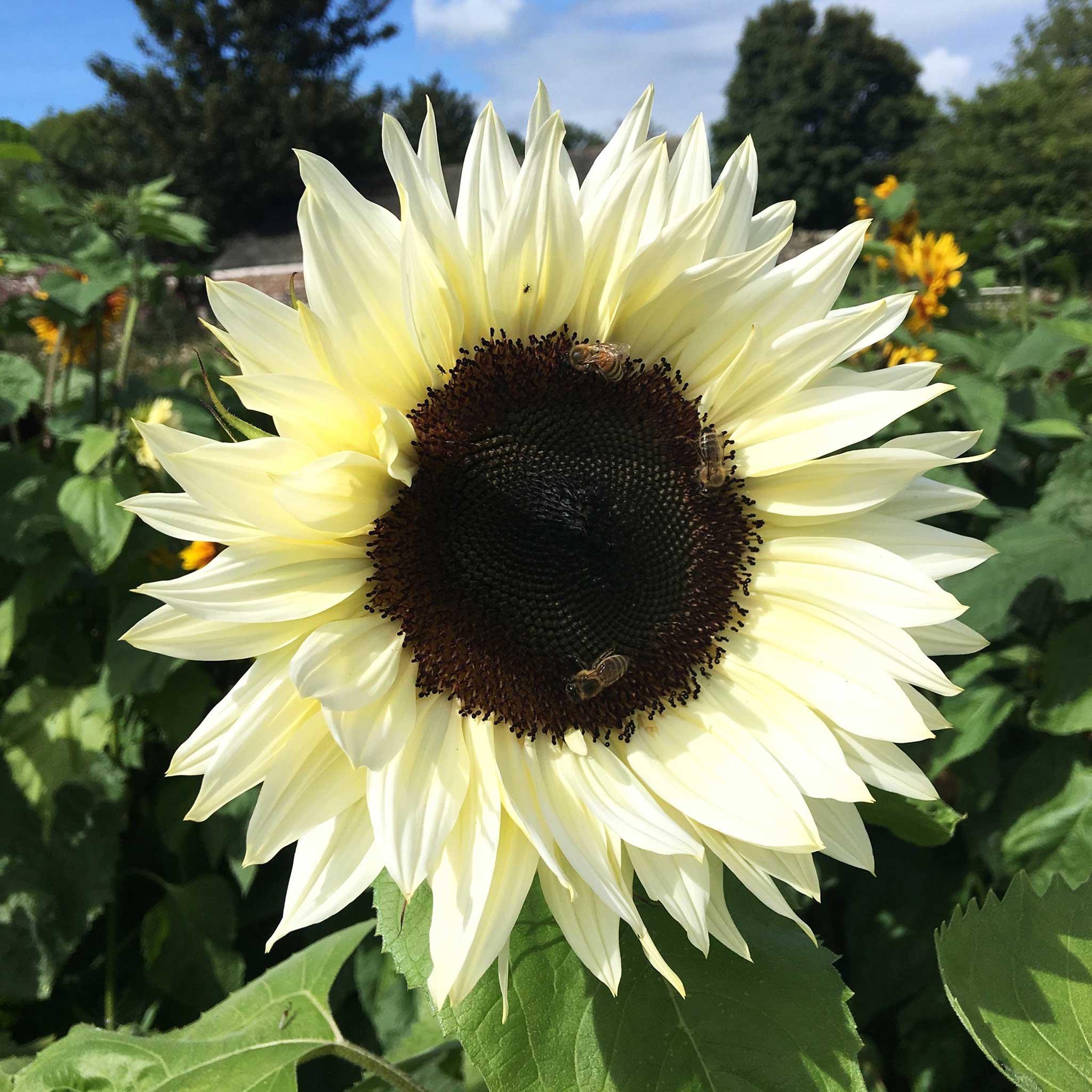 White Sunflower Seeds – Rare, Elegant Blooms for Gardens & Bouquets organicindiaseeds