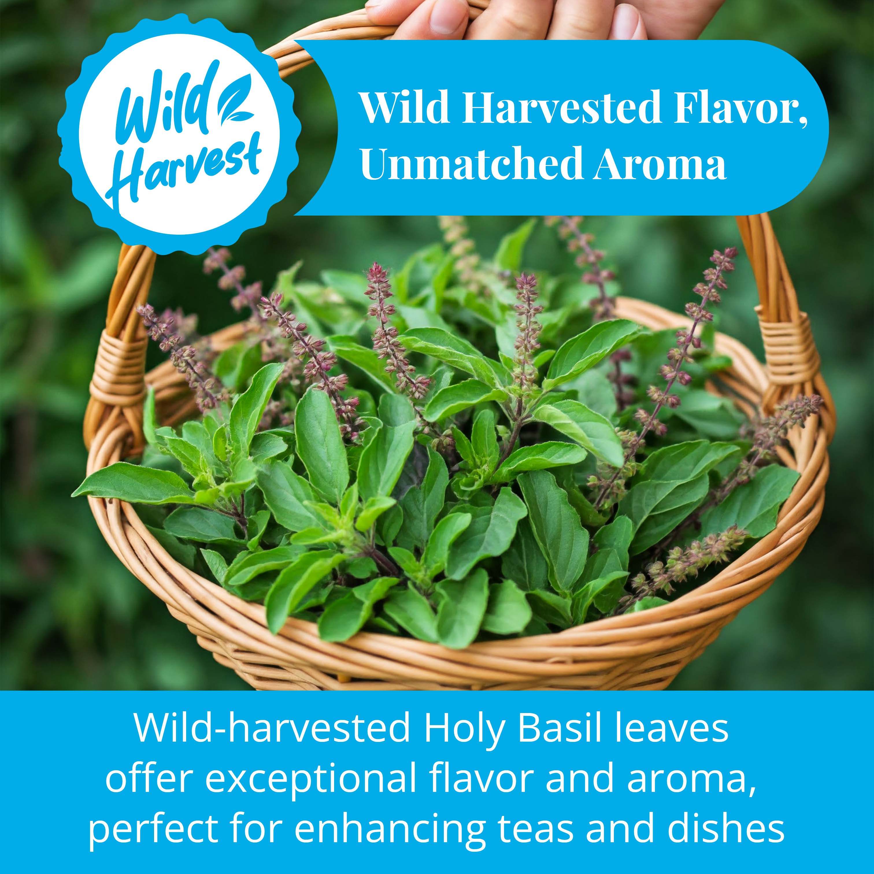 Akshit Holy Basil Leaves, Naturally Dried Leaves, 100% Pure Holy Basil (Tulsi) Tea , No Caffeine, No Additives, Vegan - 2.6oz Akshit