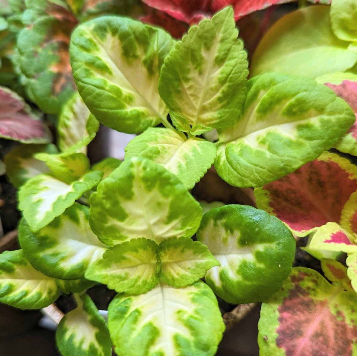 Wizard Coleus Mix Seeds Plantflix