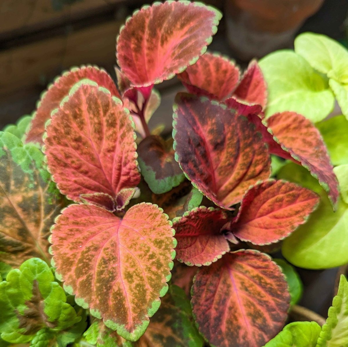 Wizard Coleus Mix Seeds Plantflix