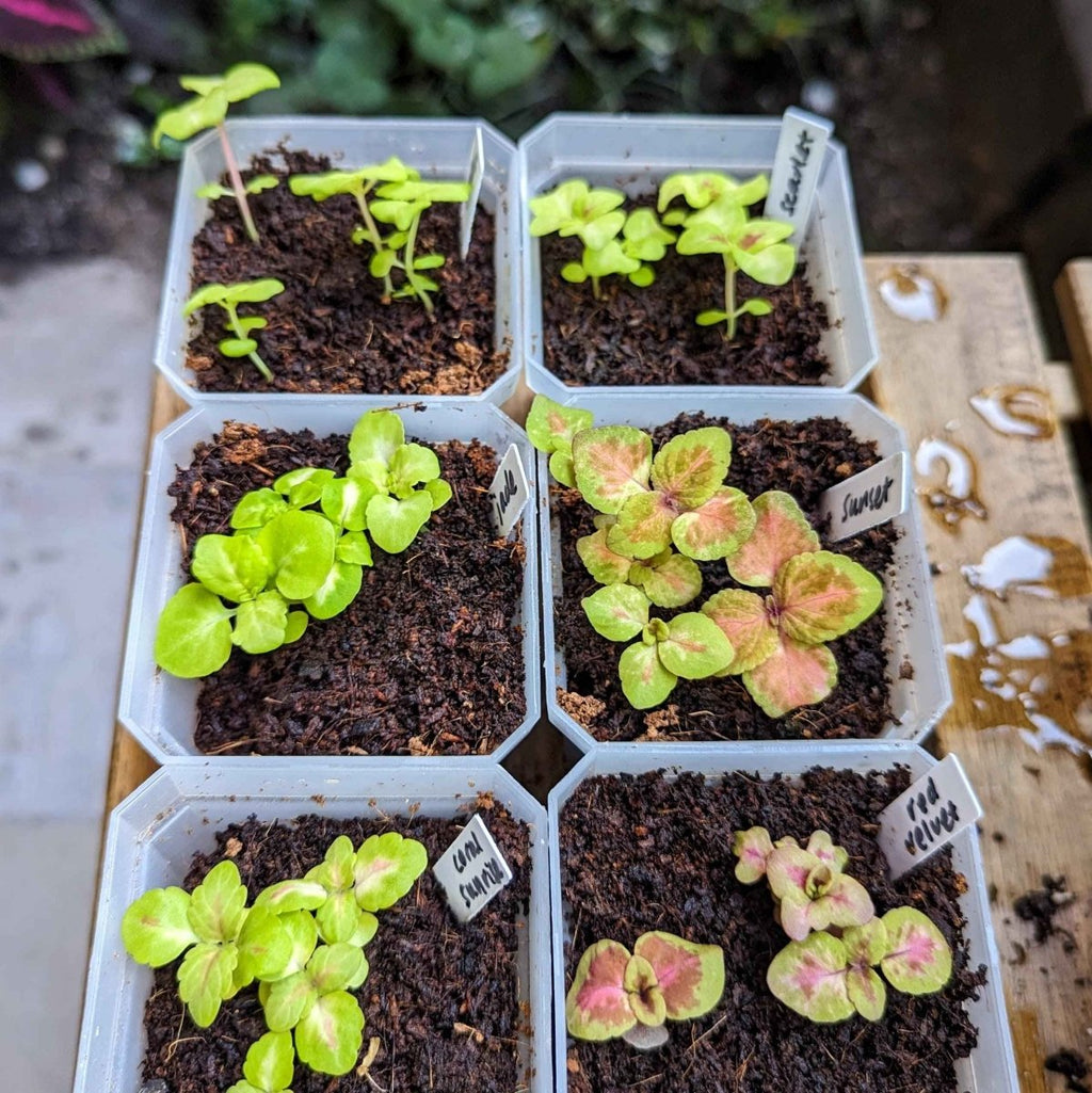 Wizard Coleus Mix Seeds Plantflix