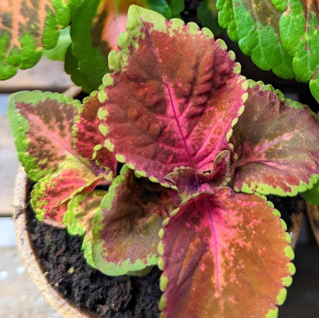 Wizard Coleus Mix Seeds Plantflix
