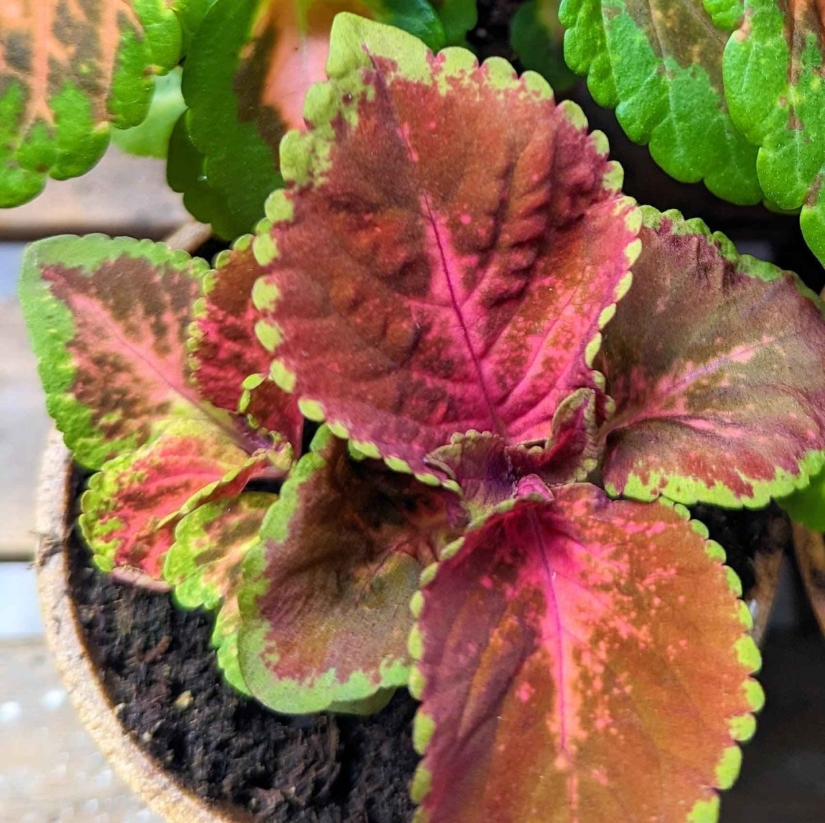 Wizard Coleus Mix Seeds Plantflix