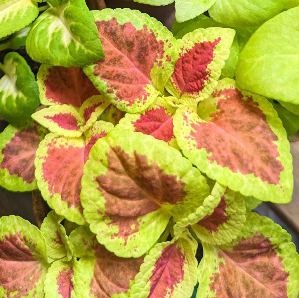 Wizard Coleus Mix Seeds Plantflix