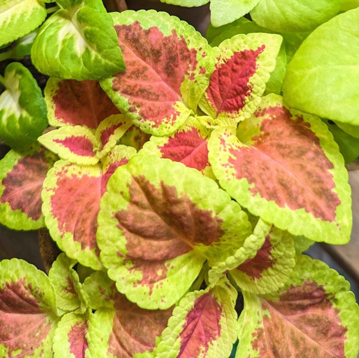 Wizard Coleus Mix Seeds Plantflix