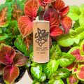 Wizard Coleus Mix Seeds Plantflix