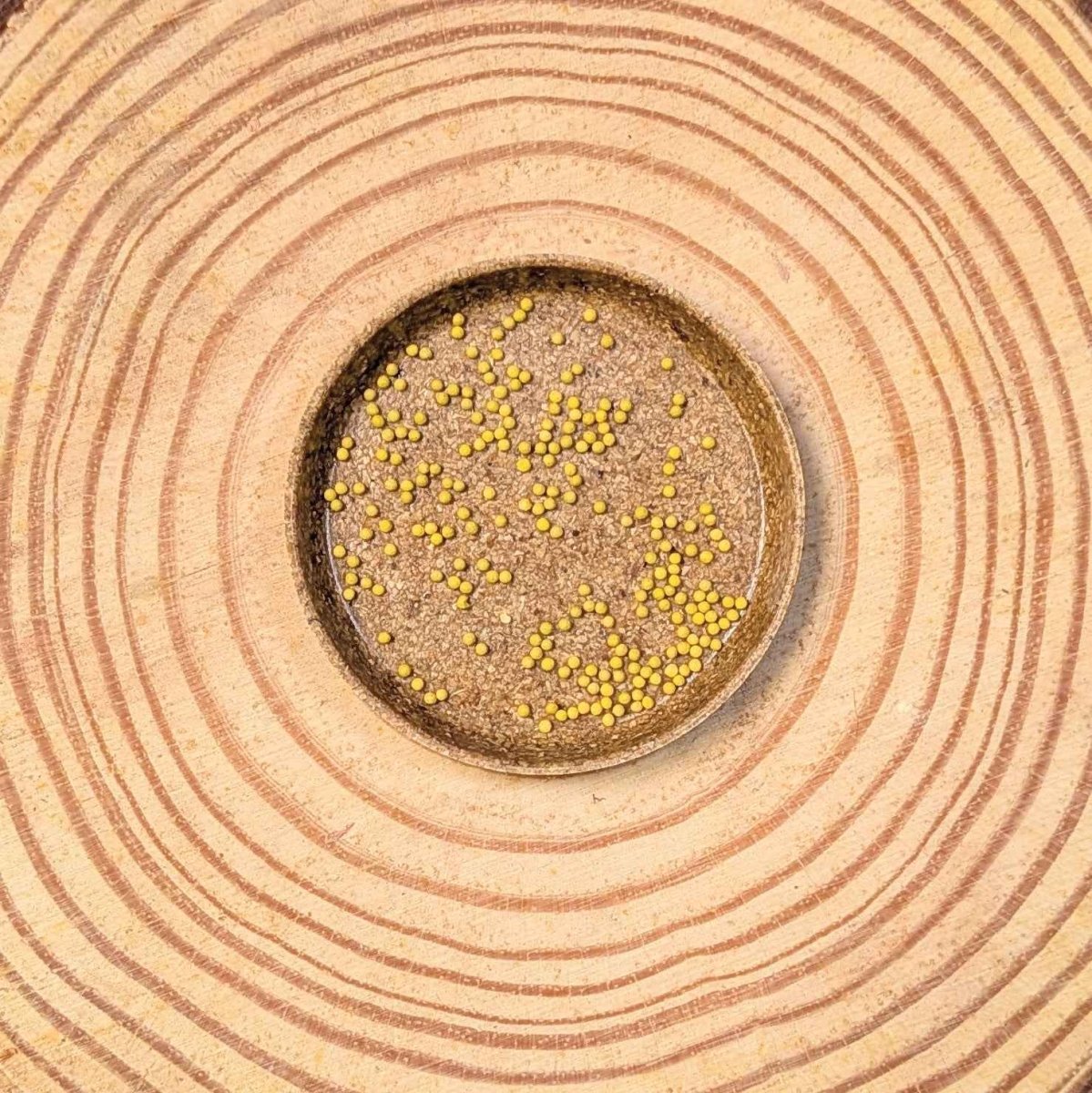 Wizard Coleus Mix Seeds Plantflix