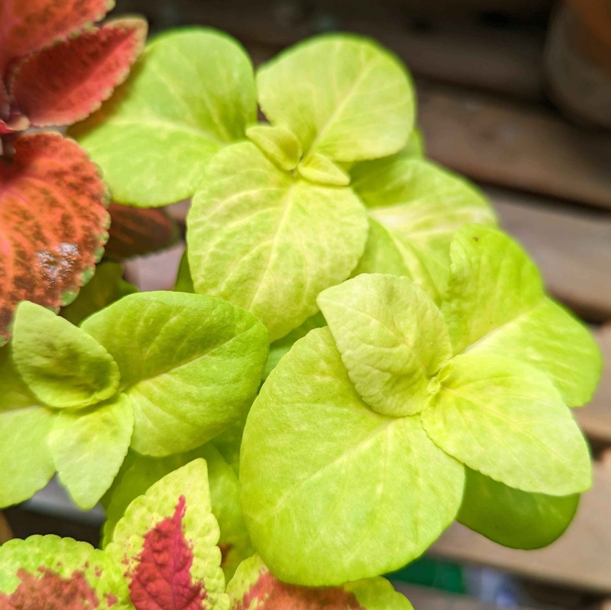 Wizard Coleus Mix Seeds Plantflix