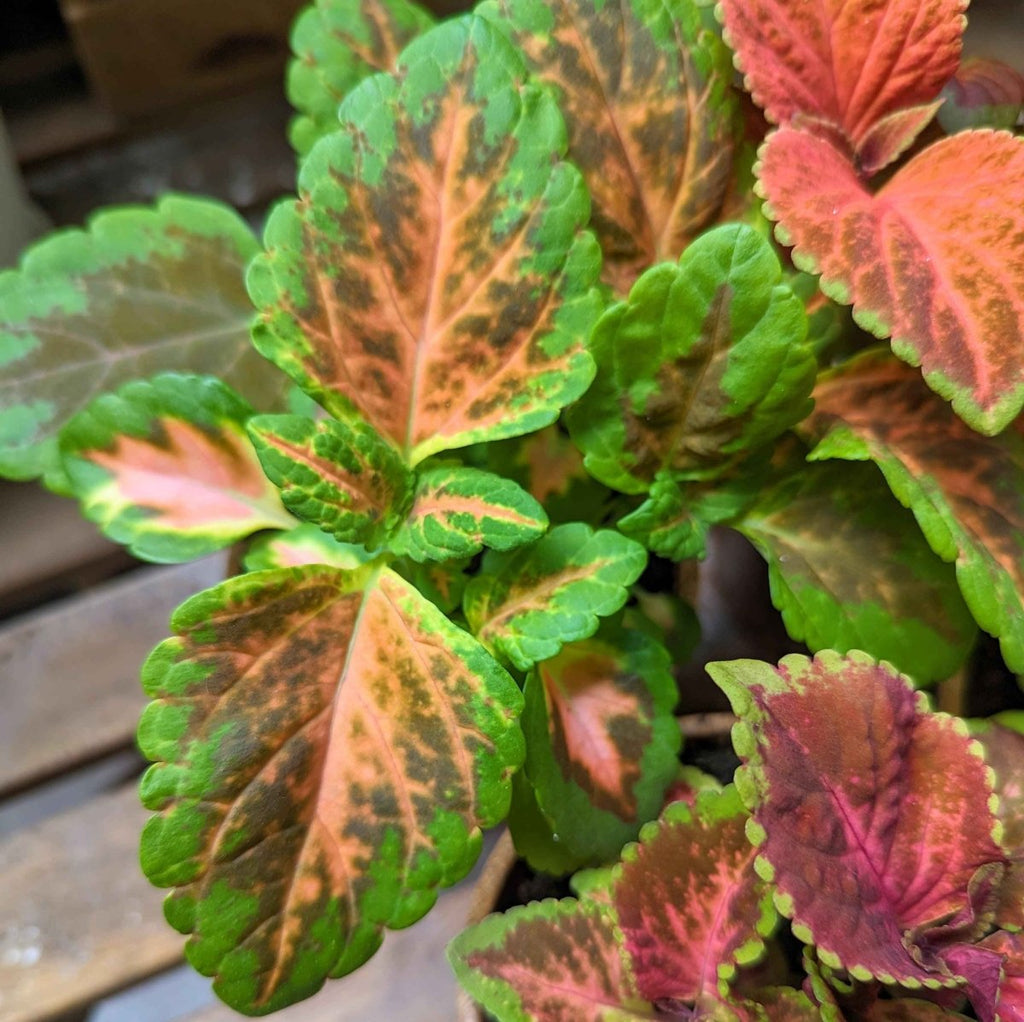 Wizard Coleus Mix Seeds Plantflix