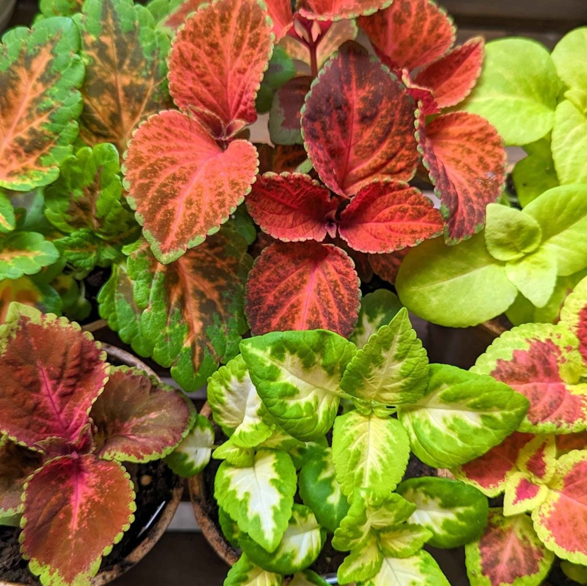 Wizard Coleus Mix Seeds Plantflix